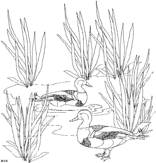 bird001