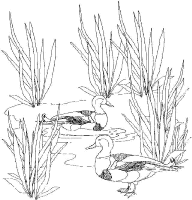 A coloring page of bird