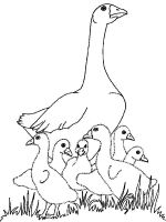 A coloring page of bird