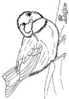 A coloring page of bird