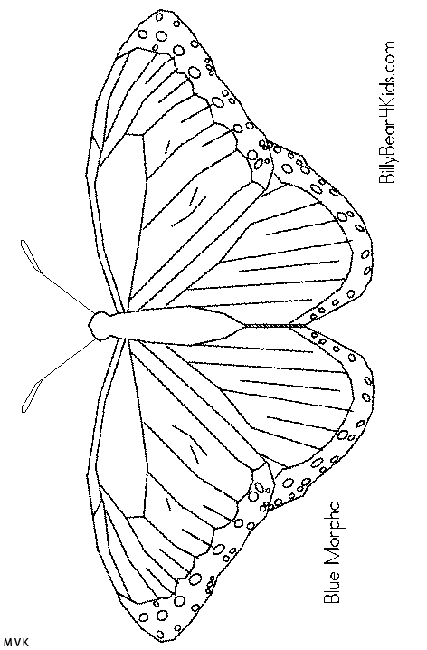 butterfly004
