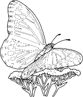 A coloring page of butterfly