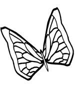 A coloring page of butterfly