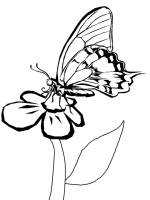 A coloring page of butterfly