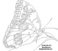 A coloring page of butterfly