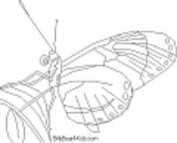 A coloring page of butterfly