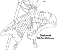 A coloring page of butterfly