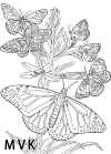butterfly032