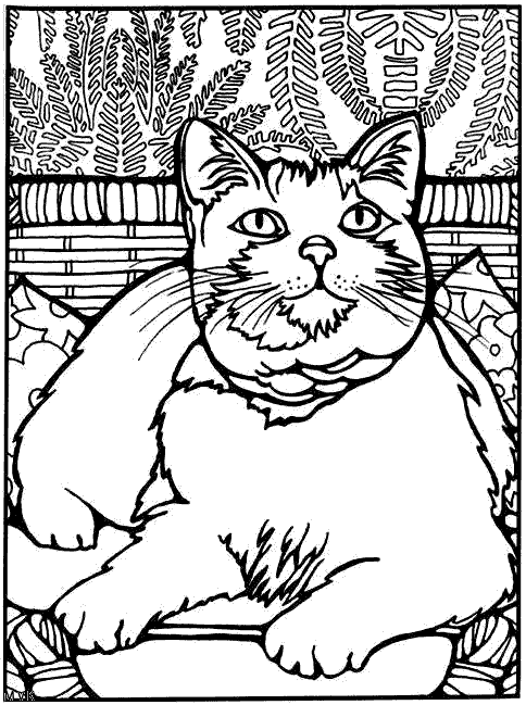 cat005