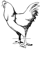 A coloring page of chicken