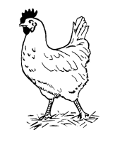 A coloring page of chicken