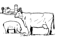 A coloring page of cow