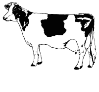 A coloring page of cow