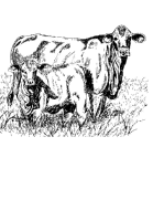 A coloring page of cow