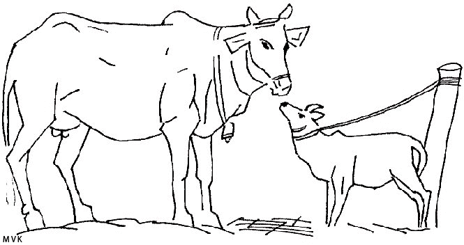 cow014