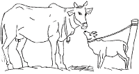 A coloring page of cow