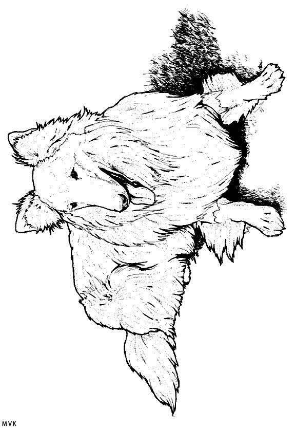 dog013