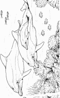 A coloring page of dolphin