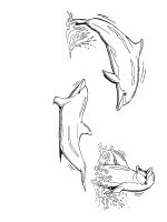 A coloring page of dolphin