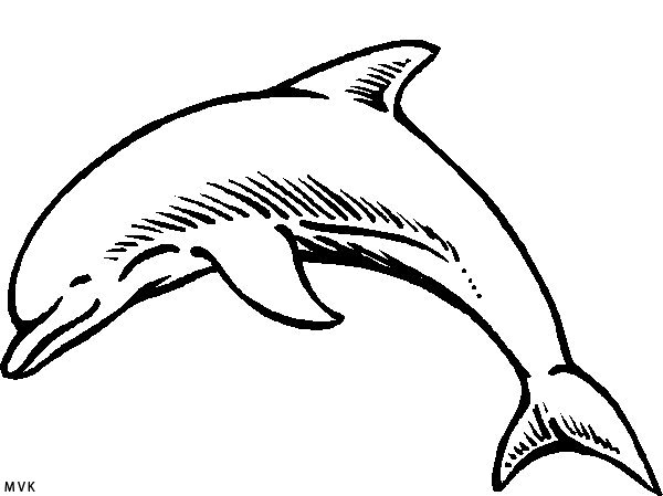dolphin011