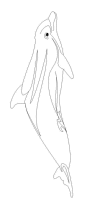 A coloring page of dolphin