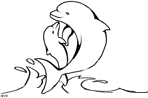 dolphin015