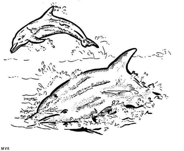 dolphin016