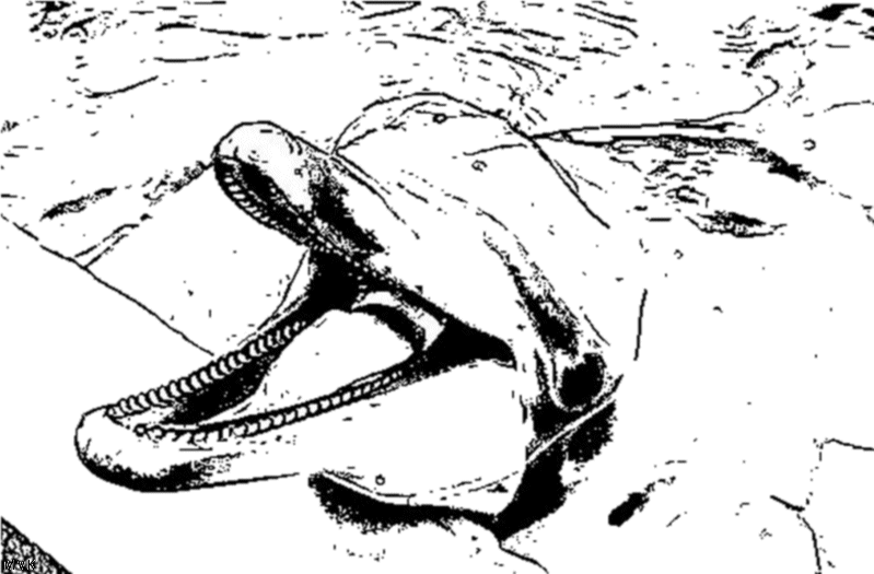 dolphin017