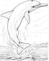 A coloring page of dolphin