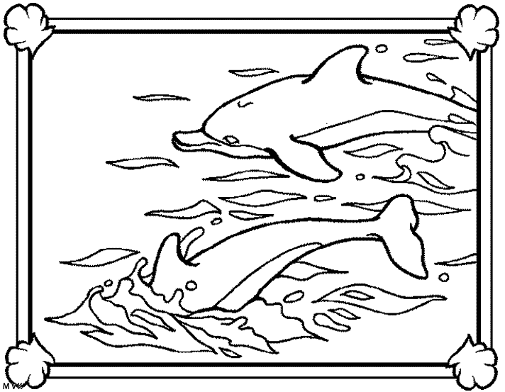 dolphin031