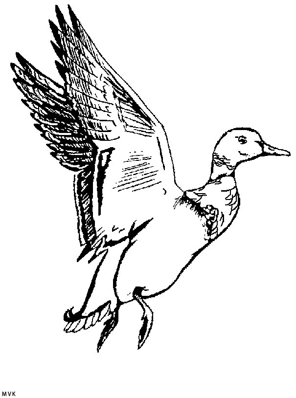 duck005