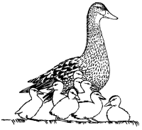 A coloring page of duck