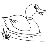 A coloring page of duck