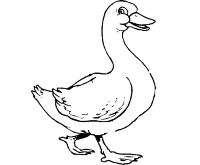 A coloring page of duck