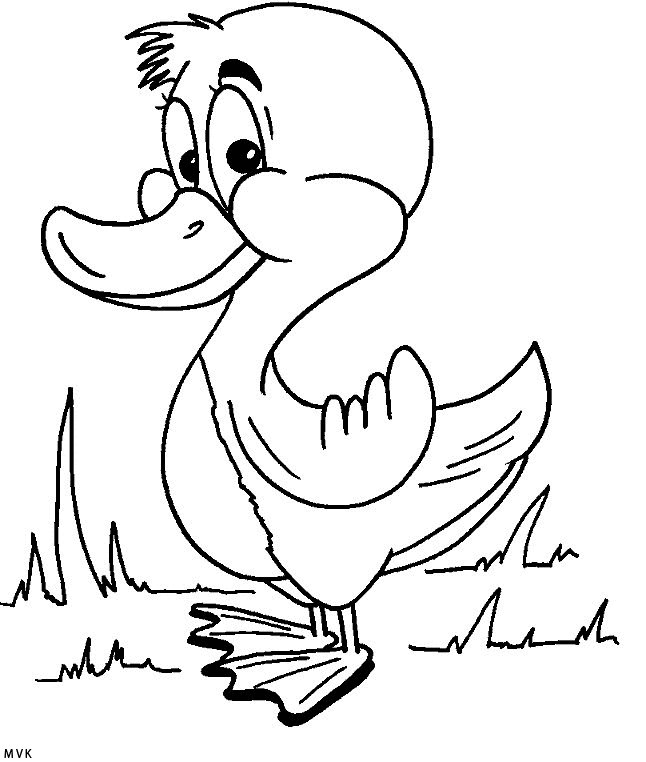 duck017