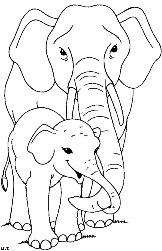 elephant024