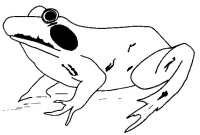 A coloring page of frog
