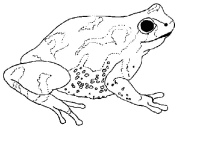 A coloring page of frog