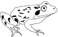 A coloring page of frog