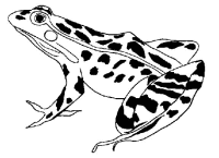 A coloring page of frog