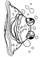 A coloring page of frog