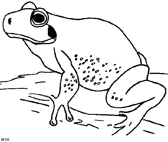 frog008