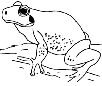 A coloring page of frog