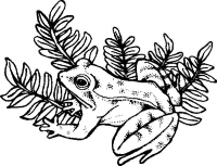 A coloring page of frog