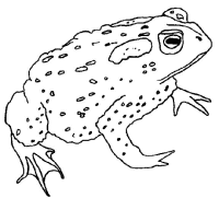 A coloring page of frog