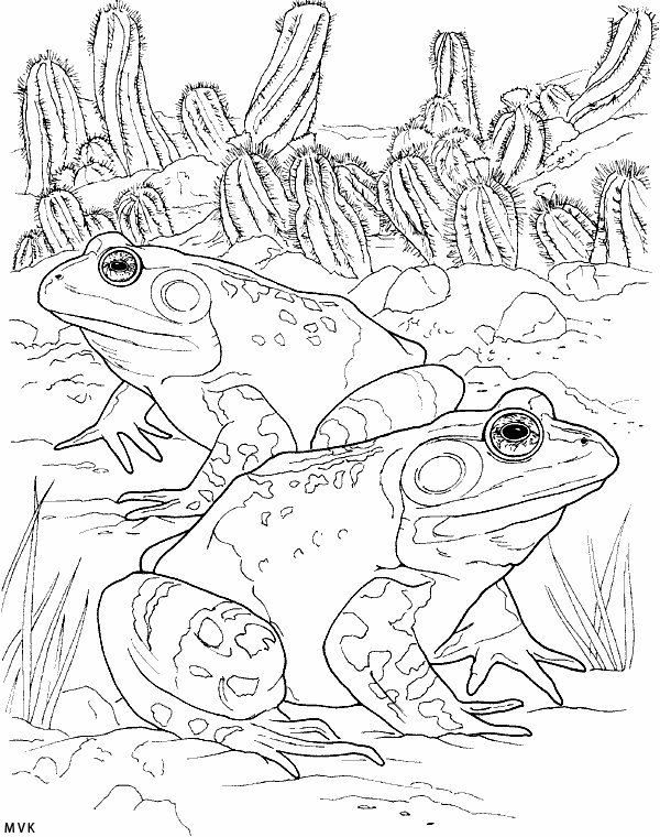 frog014