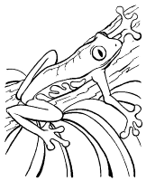 A coloring page of frog