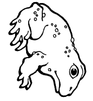 A coloring page of frog