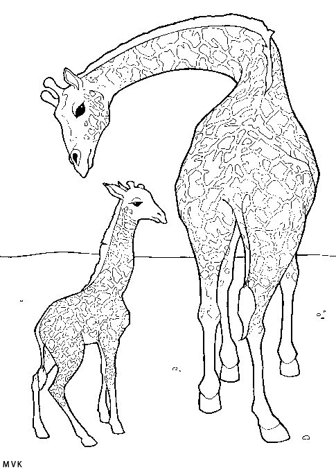 giraffe003