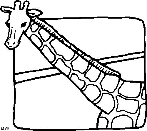 giraffe009
